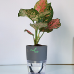 Aglaonema-Pink-Beauty-Plant