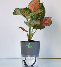 Aglaonema-Pink-Beauty-Plant