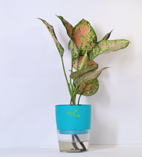 Aglaonema-Pink-Beauty-Plant