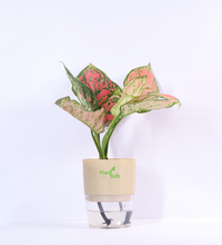 Aglaonema-Pink-Beauty-Plant