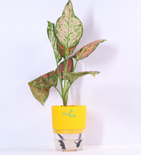 Aglaonema-Pink-Beauty-Plant