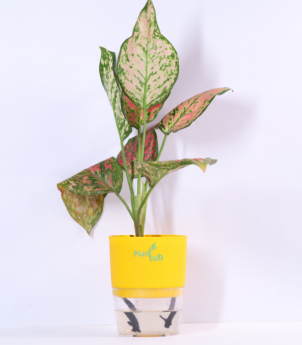 Aglaonema-Pink-Beauty-Plant