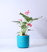 Anthurium-Plant