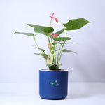 Anthurium-Plant