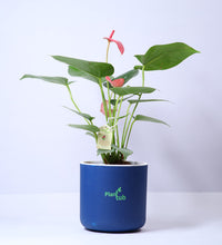 Anthurium-Plant