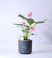 Anthurium-Plant