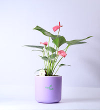 Anthurium-Plant