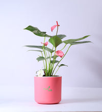 Anthurium-Plant