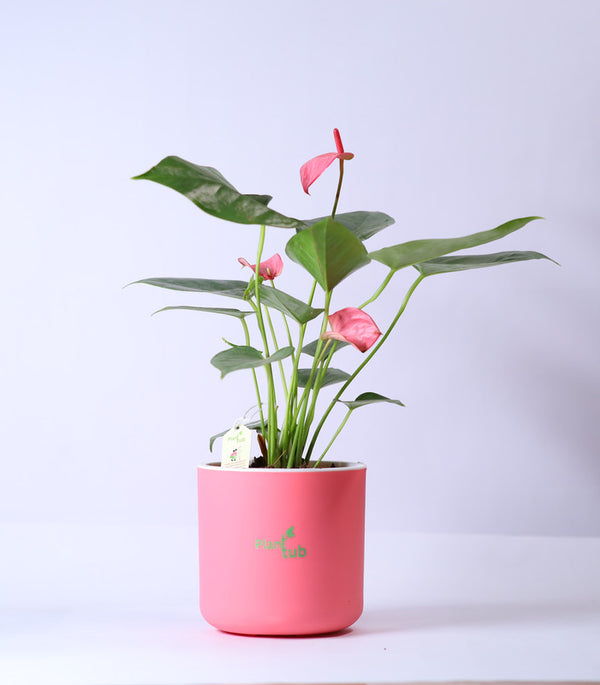 Anthurium-Plant