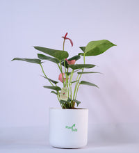 Anthurium-Plant