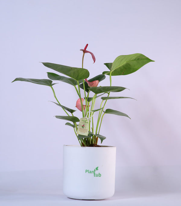 Anthurium-Plant