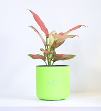 Aglaonema-Red-Plant