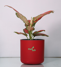 Aglaonema-Red-Plant