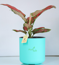 Aglaonema-Red-Plant