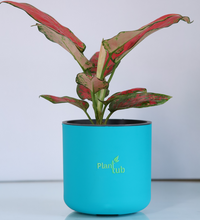 Aglaonema-Red-Plant