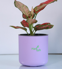 Aglaonema-Red-Plant