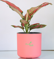 Aglaonema-Red-Plant