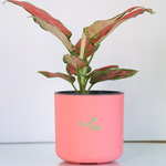 Aglaonema-Red-Plant