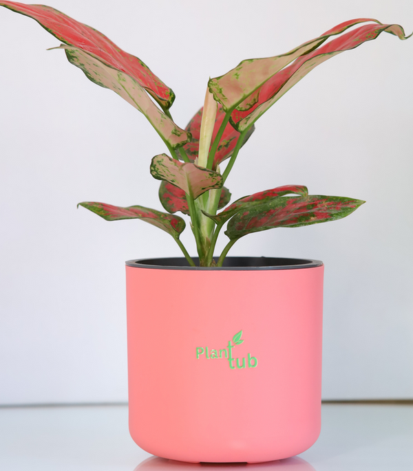 Aglaonema-Red-Plant