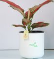 Aglaonema-Red-Plant