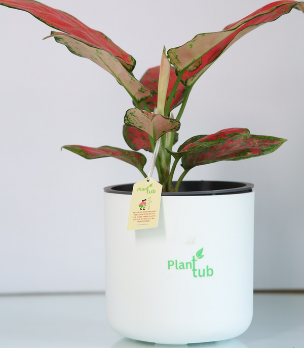 Aglaonema-Red-Plant