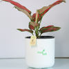 Aglaonema-Red-Plant