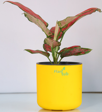 Aglaonema-Red-Plant