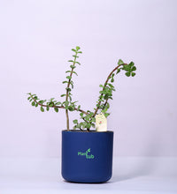 Jade-Plant