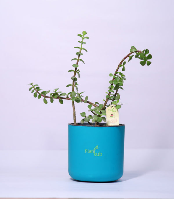 Jade-Plant