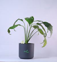 Peace-Lily-Plant