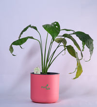 Peace-Lily-Plant