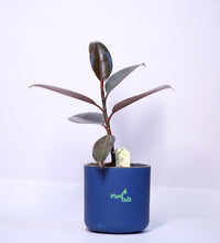 Rubber-Plant