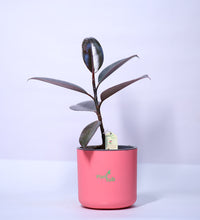 Rubber-Plant