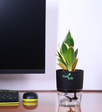 Snake-Plant-Green