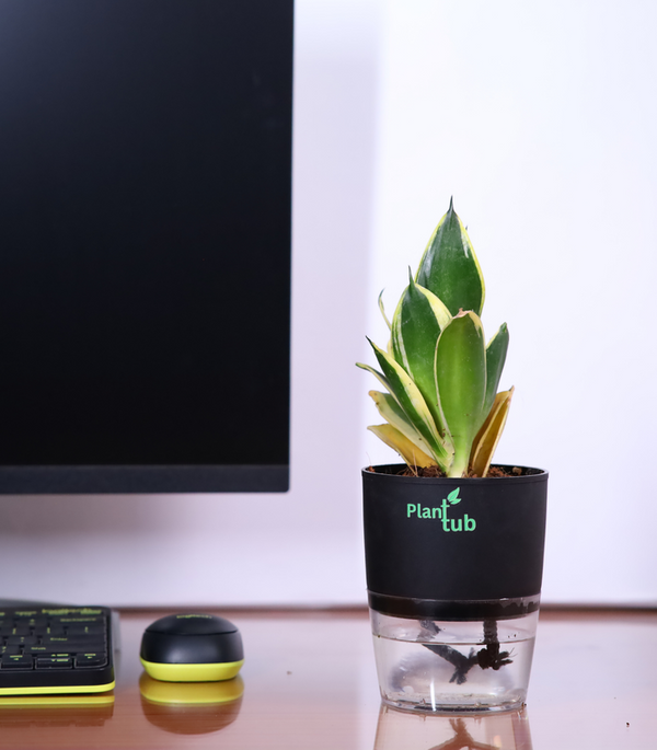 Snake-Plant-Green