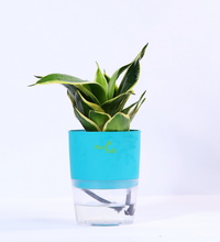 Snake-Plant-Green