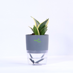 Snake-Plant-Green