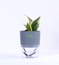 Snake-Plant-Green