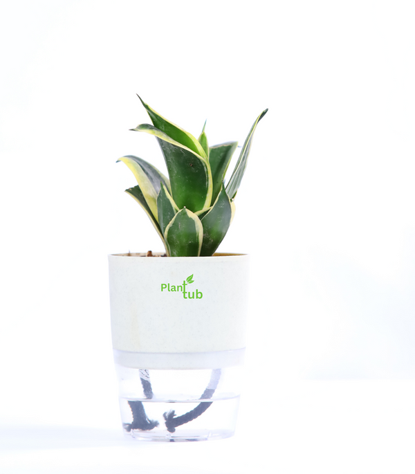 Snake-Plant-Green