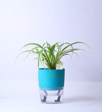 Spider-Plant