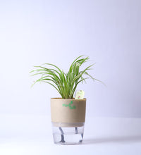 Spider-Plant