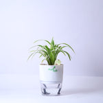 Spider-Plant