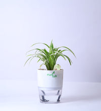 Spider-Plant