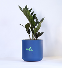 ZZ-Black-Plant-Large